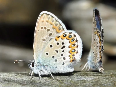 Plebejus (Lycaeides) idas