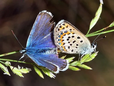 Plebejus (Plebejus) argus
