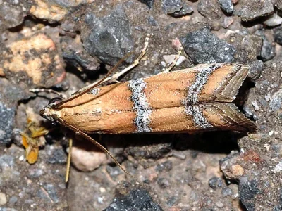 Pseudosyria malacella