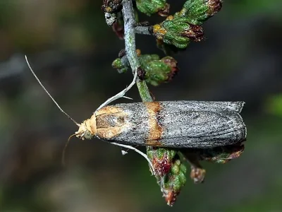 Oxybia transversella