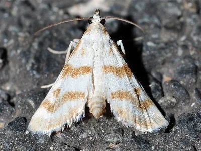 Metasia hymenalis