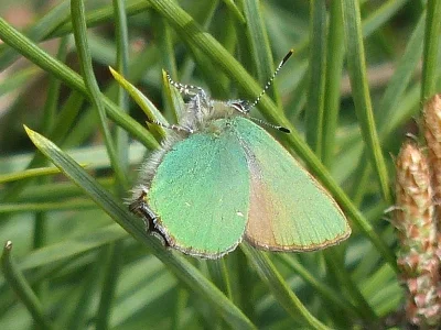 Callophrys (Callophrys) rubi