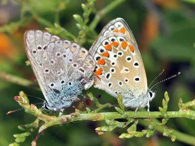 Polyommatus (Polyommatus) icarus