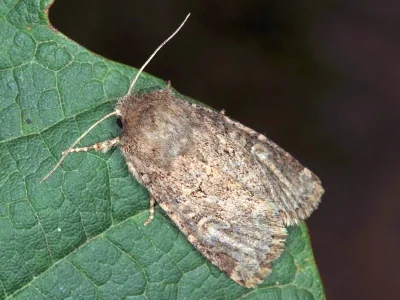 Luperina tiberina