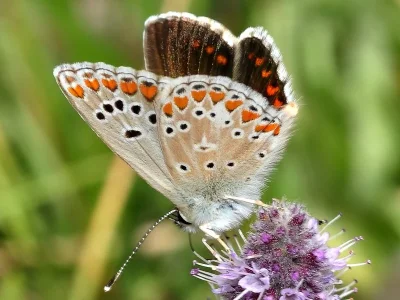 Aricia (Aricia) montensis