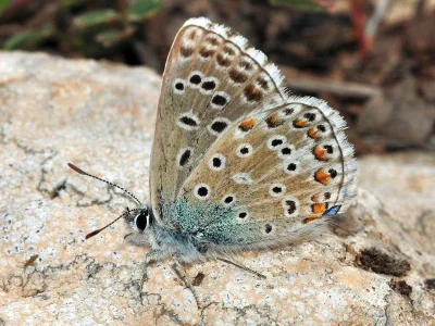 Polyommatus (Lysandra) bellargus