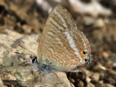 Lampides boeticus