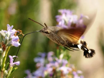 Macroglossum stellatarum