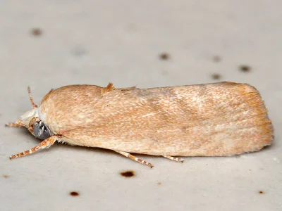 Earias insulana