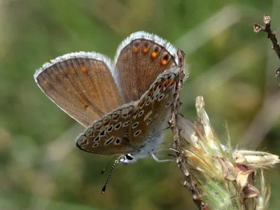 Polyommatus (Polyommatus) eros