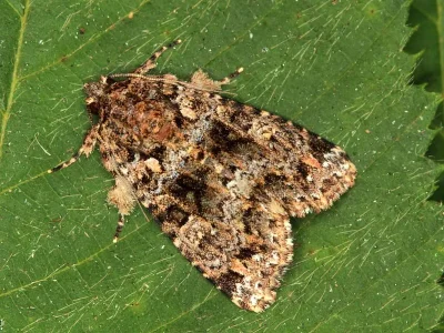 Callopistria latreillei