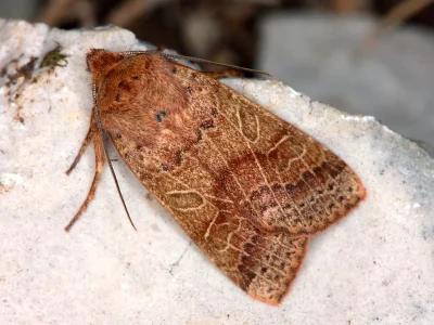 Agrochola (Anchoscelis) pistacinoides