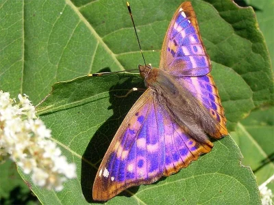 Apatura ilia
