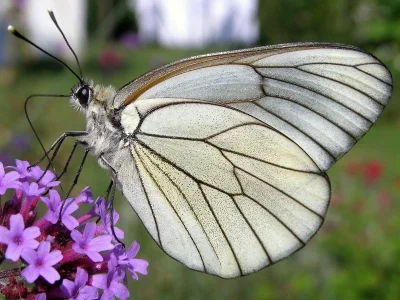 Aporia crataegi