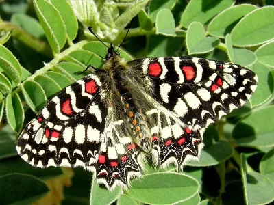 Zerynthia (Zerynthia) rumina