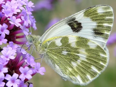 Pontia daplidice