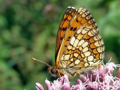 Melitaea (Mellicta) deione