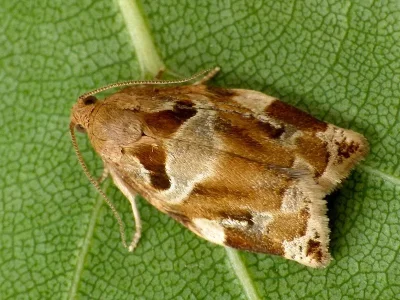 Archips xylosteana