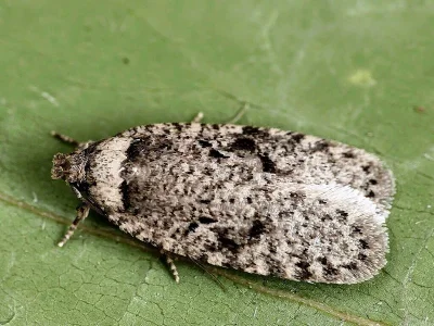 Agonopterix curvipunctosa