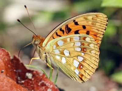 Argynnis (Fabriciana) adippe