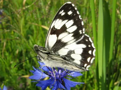 Melanargia (Melanargia) galathea