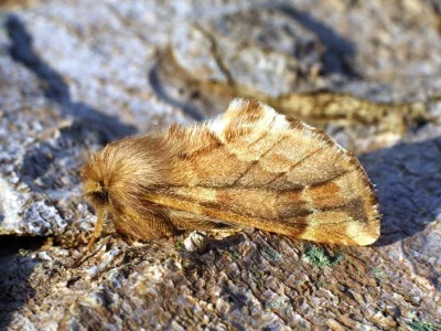 Ptilophora plumigera