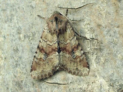 Apamea (Apamea) sordens