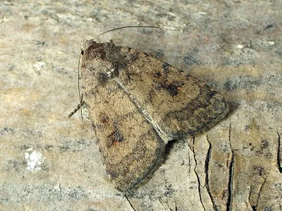 Caradrina (Caradrina) morpheus