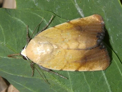 Xanthodes albago