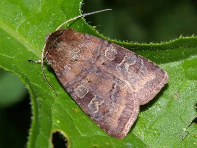 Diarsia rubi