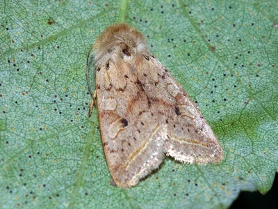 Agrochola (Leptologia) macilenta
