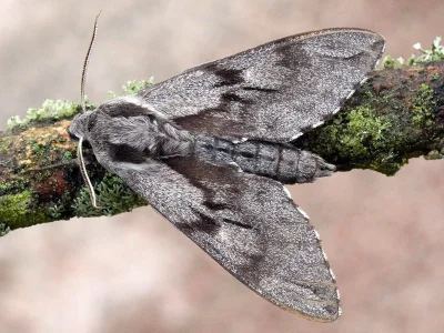 Sphinx pinastri