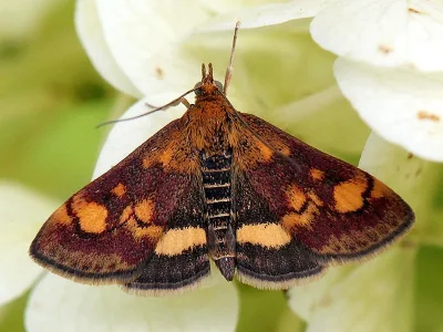 Pyrausta aurata