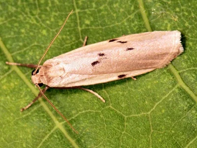 Pelosia muscerda