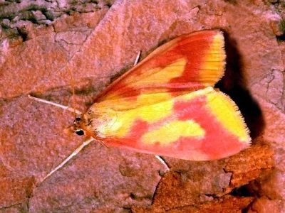 Ostrinia palustralis