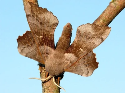 Laothoe populi
