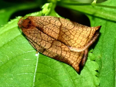 Archips podana