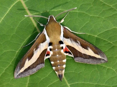 Hyles gallii