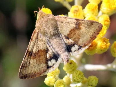 Heliothis (Heliothis) maritima