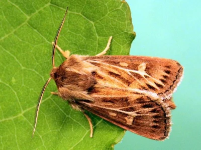 Cerapteryx graminis