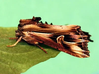 Actinotia polyodon