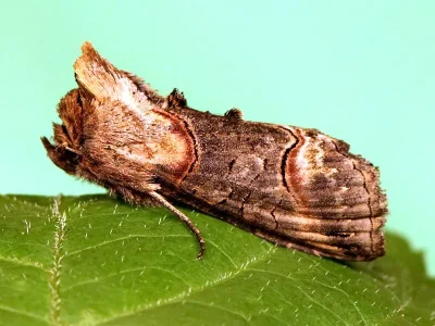 Abrostola triplasia