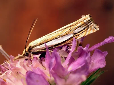 Crambus silvella