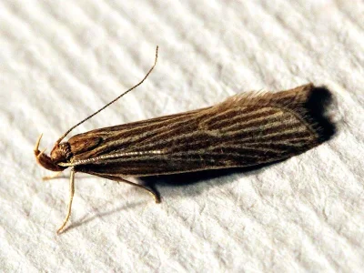 Helcystogramma albinervis