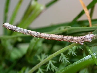 Aspitates (A.) gilvaria