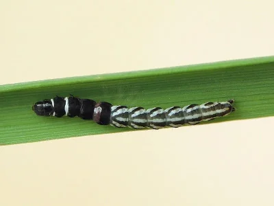 Helcystogramma lutatella