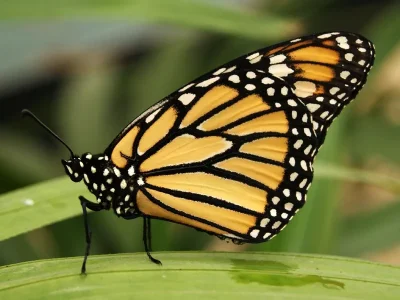 Danaus (Danaus) plexippus