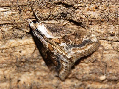 Evergestis dusmeti
