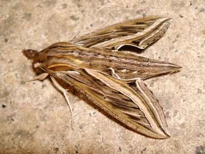 Hippotion celerio