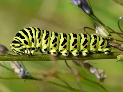 Papilio (P.) machaon